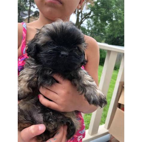 They are up to date on shots. Purebred shih tzu pups up for adoption in Cleveland, Ohio ...