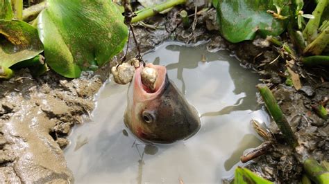 Best Hole Fishing | Unique Fishing in Fish_Hole With Fishing Bait - YouTube