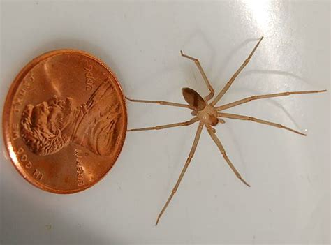 Brown recluse spider bite distribution areas, habits, behavior, and treatment is also included in the information. Muere bebé por picadura de araña violinista | nuevolaredo.tv