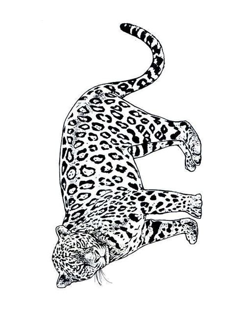 Coloriage Jaguar Coloriage Sur