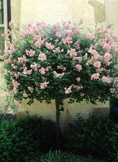 Rev up your yard's shady spots with surprisingly colorful shrubs. Lilac, Dwarf Korean (Tree Form) - TheTreeFarm.com