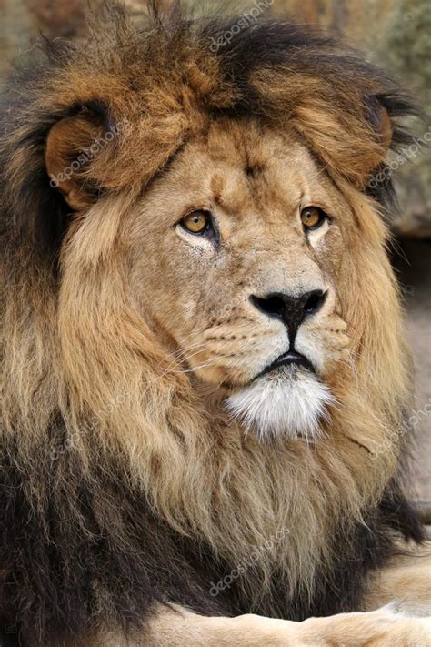 Big Lions Head Stock Photo By ©ebfoto 115449682