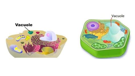 The primary responsibility of vacuoles is to maintain the turgor pressure in cells. Plant Vacuole vs. Animal Vacuole: What is The Difference ...