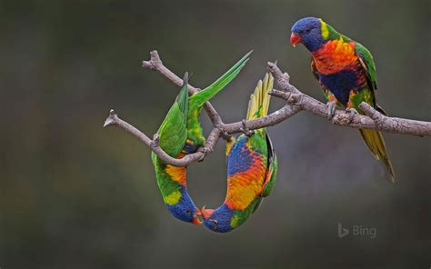 Rainbow Lorikeets In Werribee Australia Bing Wallpapers