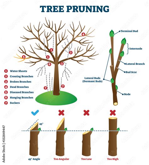 Tree Pruning Vector Illustration Labeled Educational Plant Shaping