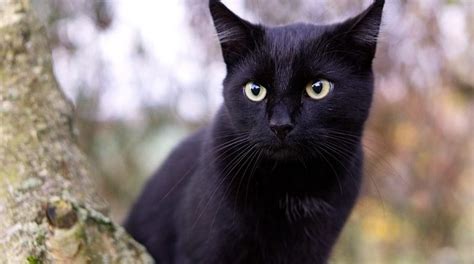 Well, our common sense says they are not, but many times overall, dark symbolism of black cats is still present all around the world. Black Cat in Dream - Meaning and Symbolism