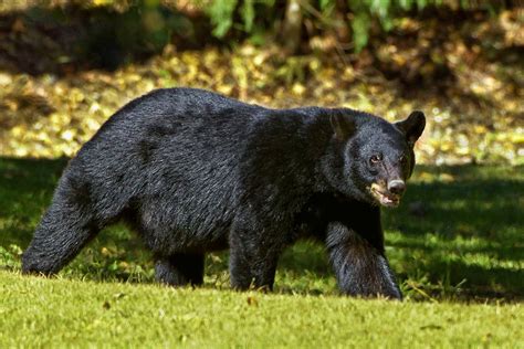Ohio Division Of Wildlife Says Black Bear Sightings To Increase This