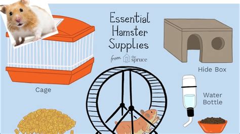 What You Will Need Before Getting A Hamster Youtube