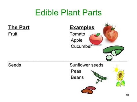 Parts Of A Plant Ppt
