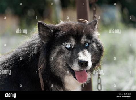 Black Siberian Husky Dog With Blue Eyes Looking At Camera Stock Photo