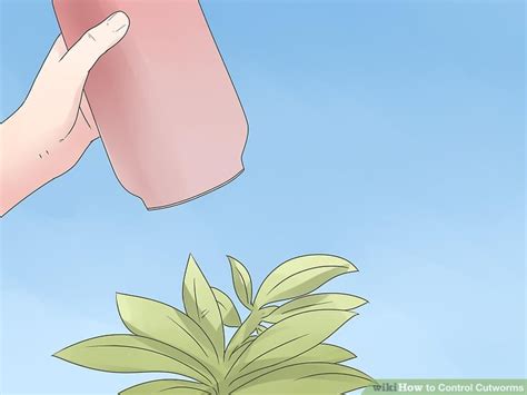 How to kill cutworms in your garden. 3 Ways to Control Cutworms - wikiHow