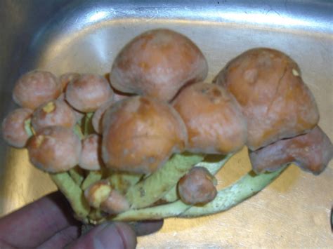 Gymnopilus Sp Or Hypholoma Sp Mushroom Hunting And