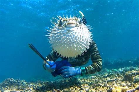 Pufferfish Photobombs Diver Selfie In Hilarious Underwater Picture