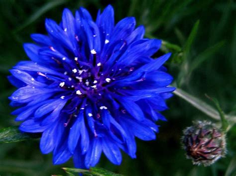 Blue Flowers Names Photos