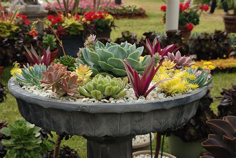 50 Best Succulent Garden Ideas For 2017