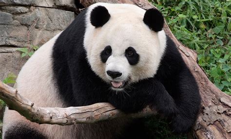 36 Best Gambar Binatang Panda Yang Lucu Terkeren Serbakatalucu