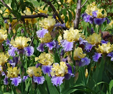 Irises Plant Care And Collection Of Varieties