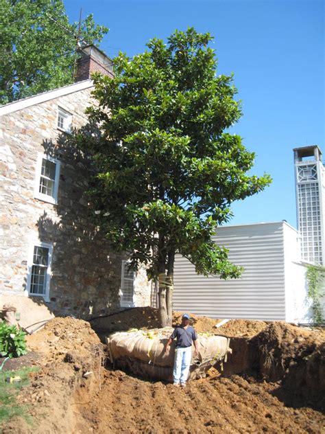 Large Tree Transplanting Wallace Landscape Associates