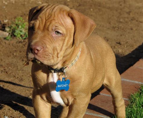 Find out all you need to know about this massive mixed breed pup including puppy costs, temperament & more. Ratchet the Mastiff Mix | Puppies | Daily Puppy