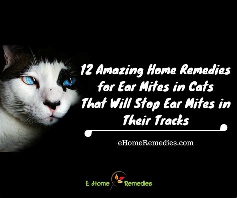 There are many suggested remedies on the internet that may sound like a good idea but can be. 12 Amazing Home Remedies for Ear Mites in Cats That Will ...