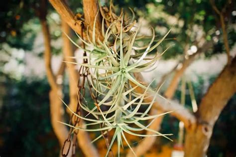 Tillandsia O Impianto Aereo Pianta Cura Irrigazione E Substrato