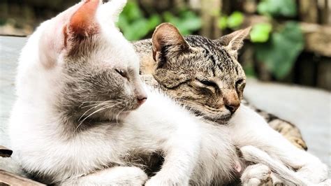 katzen liebe diese katzen haben sich übers fenster verliebt stern de