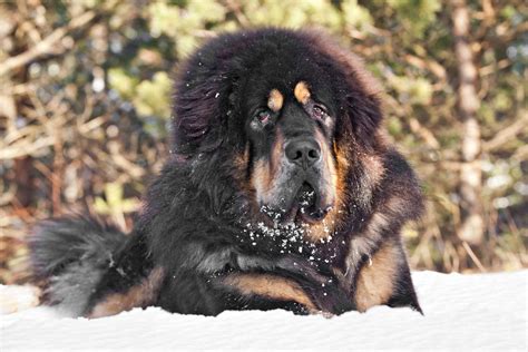 Tibetan Mastiff Dog Breed Information And Characteristics Daily Paws