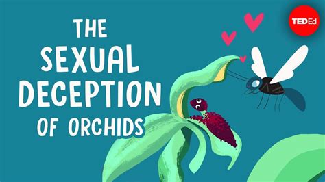 The Sexual Deception Of Orchids Anne Gaskett Laptrinhx
