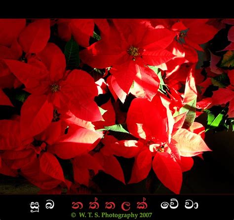 Sinhala Christmas Wishes Sinhala Xmas Wishes Suba Naththalak Subapathum