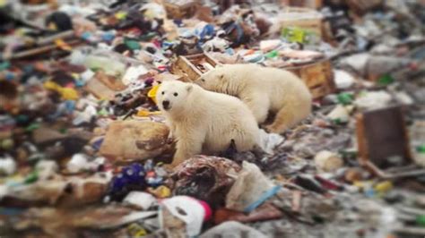 Polar Bear Invasion Parents Scared To Send Children To School In