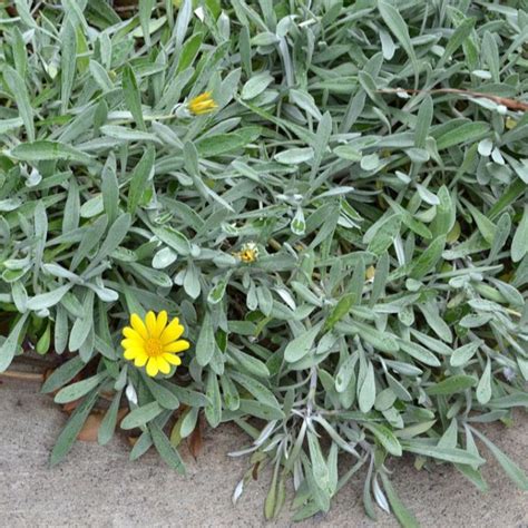 Silver Leaf Gazania A Hardy Low Growing Groundcover With Yellow