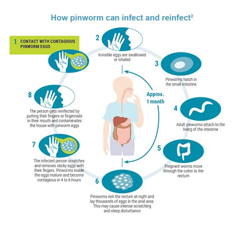 Pinworm Life Cycle In Humans