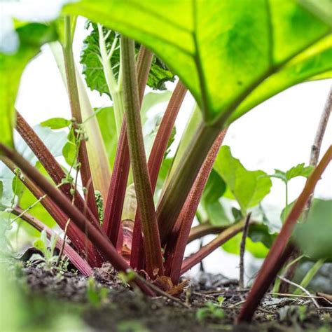 Grows best in zone 3 and prefers an actual winter (so plant can be forced to dormancy) thrives in full sun but can withstand light shade Perennial Vegetables: Edibles that Come Back Year After ...