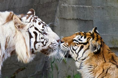 Kiss Flickr Photo Sharing Animals Kissing Tiger Tiger Love