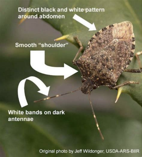 Brown Marmorated Stink Bug Usu