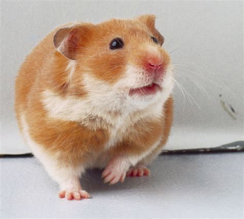 The Hamster Little Cute Animal Facts And Pictures