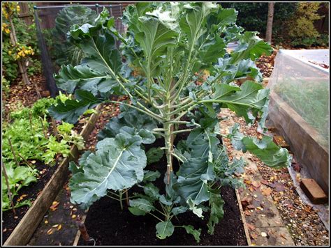 Broccoli Plant Size
