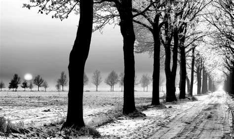 무료 이미지 경치 나무 자연 숲 분기 눈 검정색과 흰색 화이트 사진술 햇빛 아침 얼음 봄 공원 날씨