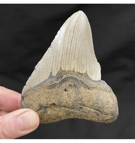 Fossils For Sale Fossils 4 Inch Miocene ‘megalodon Fossil