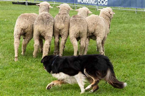 National Sheepdog Trials Flock To Hall Canberra Daily