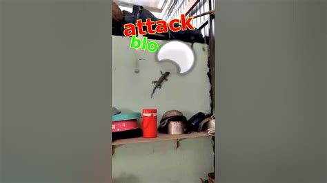 Snake Vs Huge Lizard Tokay Gecko Deadly Fight Youtube