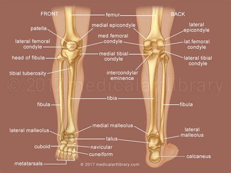 Leg Bone Diagram
