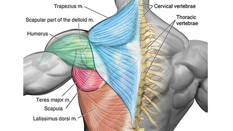 The iliacus muscle interacts with the bundles of the abdominal muscle between your lowest rib and the top of your pelvis (quadratus lumborum muscle). Not-So-Gross Anatomy: Lats & Upper Back — b3 Wellness