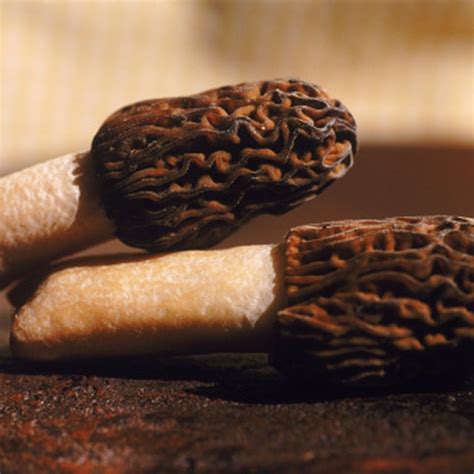 30 Ideas For Morel Mushrooms Texas Best Recipes Ideas And Collections