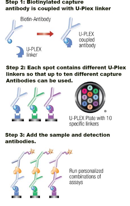 Msd Multiplexing Pacific Biolabs