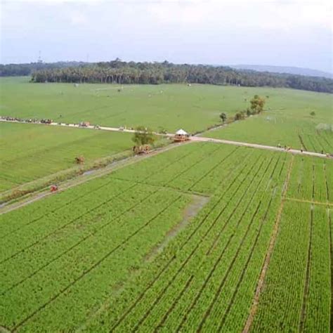 Wisata Sawah Gerebeq Ayem Di Mataram Baru Lamtim