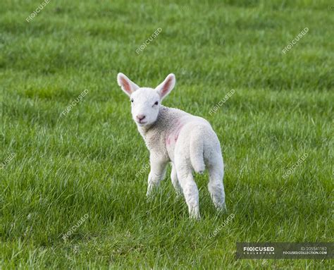 White Lamb On A Grass Field In Springtime Northumberland England