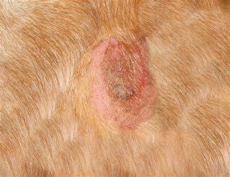 What Causes Open Sores On Dogs