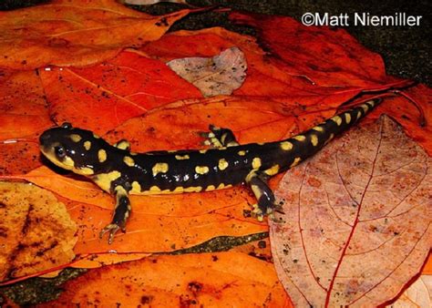 Tiger Salamander Tennessee Wildlife Resources Agency