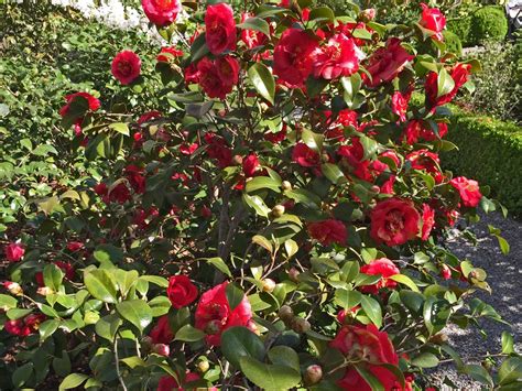 Buy camellia japonica plants and get the best deals at the lowest prices on ebay! Plants for Dallas - Your Source for the Best Landscape ...